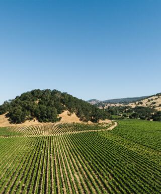 devitt vineyard view