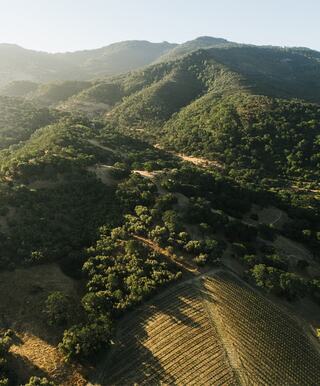 salumeh vineyard, coombsville ava