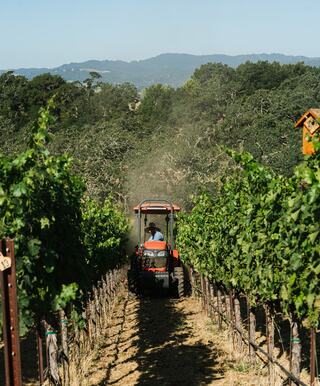 rahmat vineyard