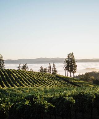 Sage Vineyard