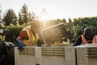 Team harvesting grapes and placing them in large bins