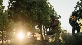 Workers harvesting grapes in early morning