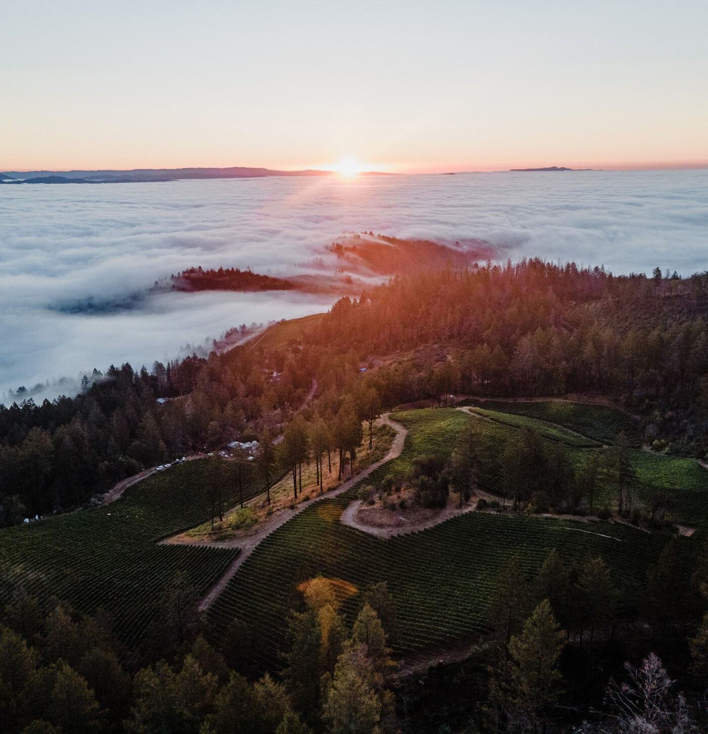 Wine Spectator’s 2025 Grand Tour Darioush