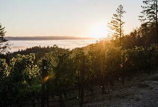 Sunrise at Sage Vineyard Mount Veeder